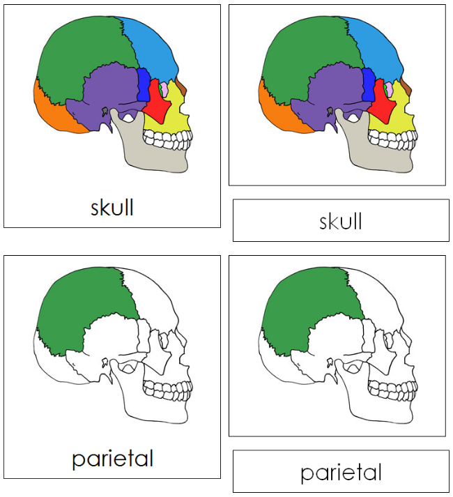 Parts of a Skull 3-Part Nomenclature Cards - Montessori Print Shop Digital Download