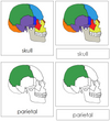 Part of a Human Skull Cards - Montessori Print Shop