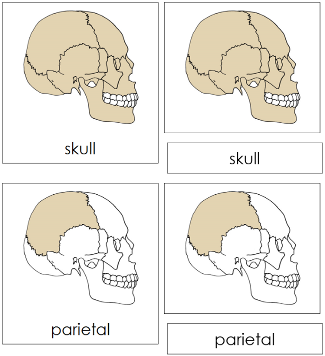 Parts of a Skull 3-Part Nomenclature Cards - Montessori Print Shop Digital Download