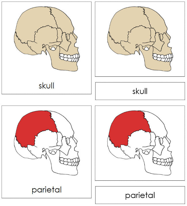 Parts of a Skull 3-Part Nomenclature Cards - Montessori Print Shop Digital Download