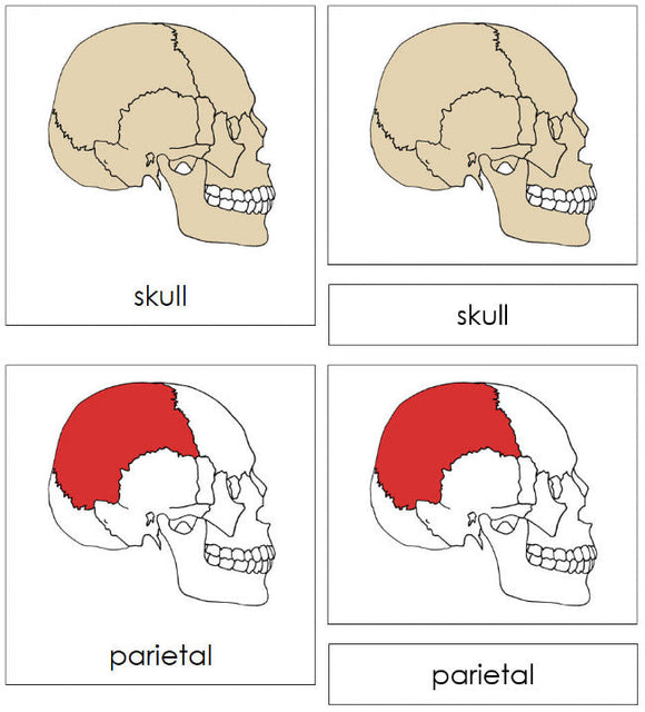 Parts of a Skull 3-Part Nomenclature Cards (red) - Montessori Print Shop Digital Download