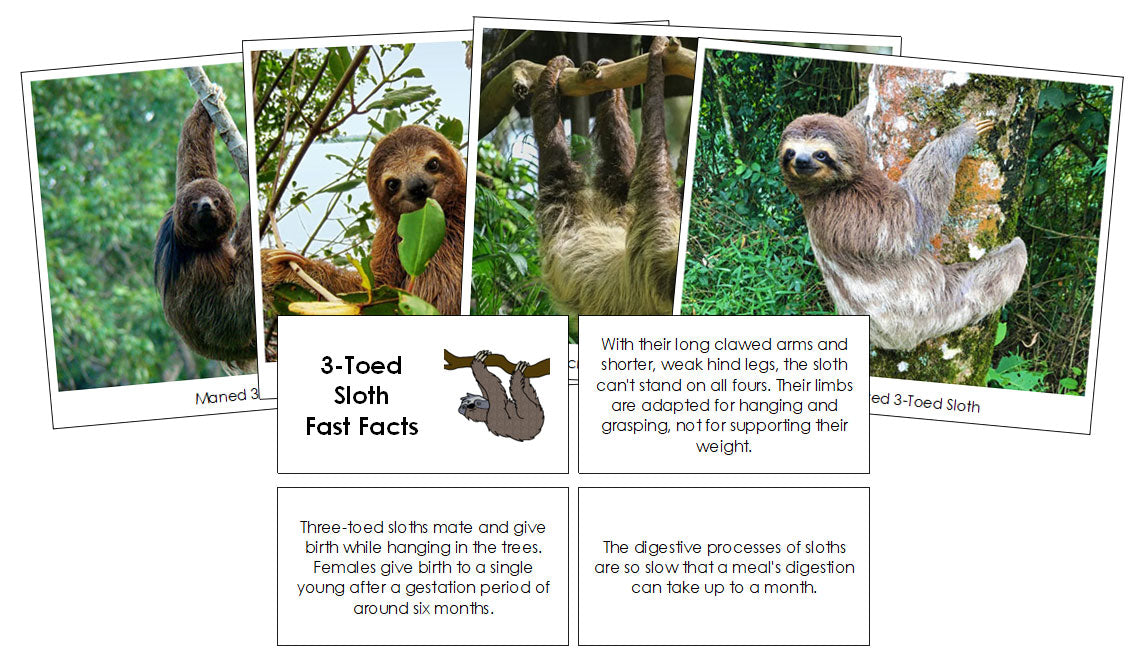Sloth Fast Facts & Pictures - Montessori Print Shop