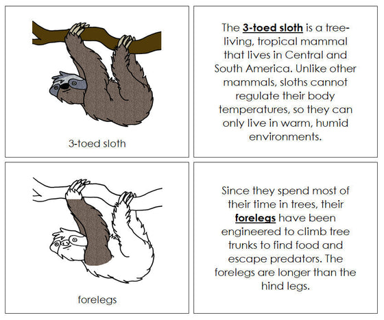 Parts of a Sloth Nomenclature Book - Montessori Print Shop