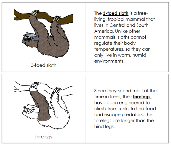 Parts of a Sloth Nomenclature Book - Montessori Print Shop Digital Download