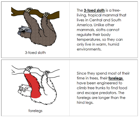 Parts of a 3-Toed Sloth Nomenclature Book (red) - Montessori Print Shop Digital Download