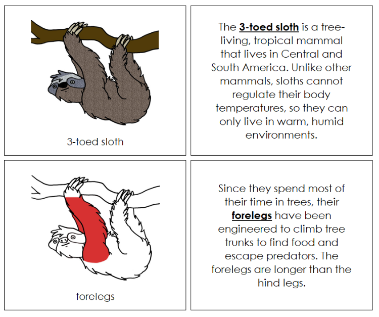 Parts of a 3-Toed Sloth Nomenclature Book (red) - Montessori Print Shop Digital Download