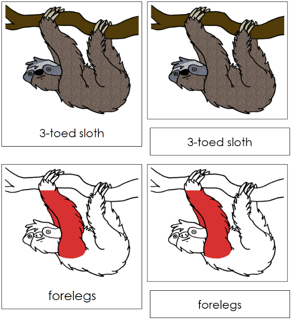 Parts of a 3-Toed Sloth 3-Part Nomenclature Cards (red) - Montessori Print Shop Digital Download