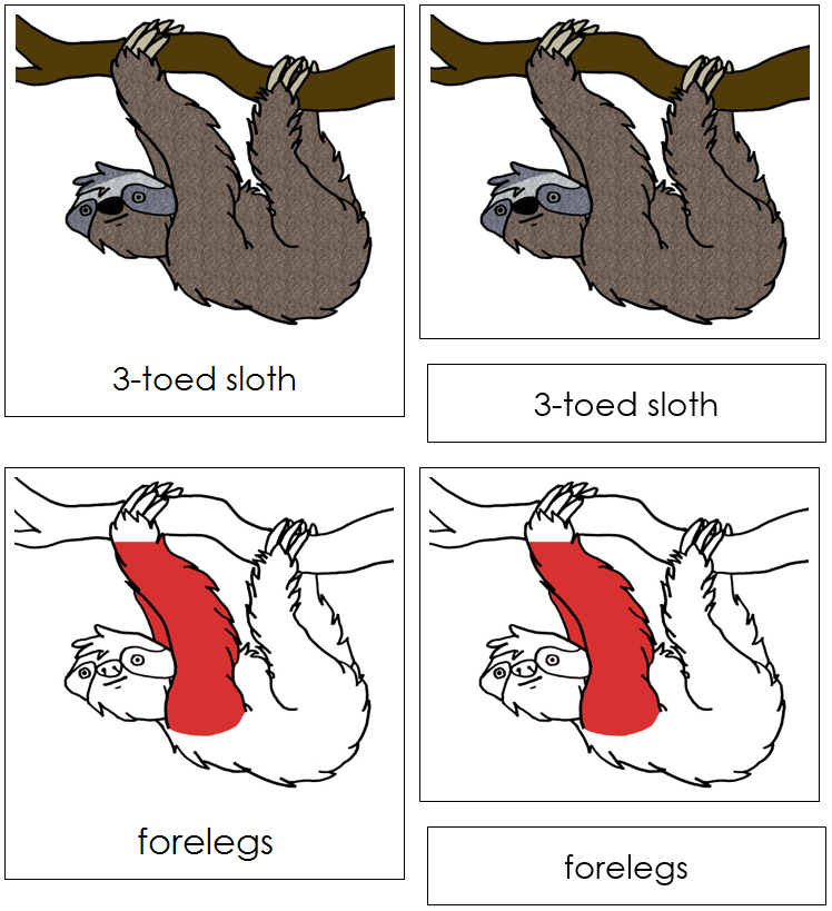 3-Toed Sloth Nomenclature 3-Part Cards (red) - Montessori Print Shop