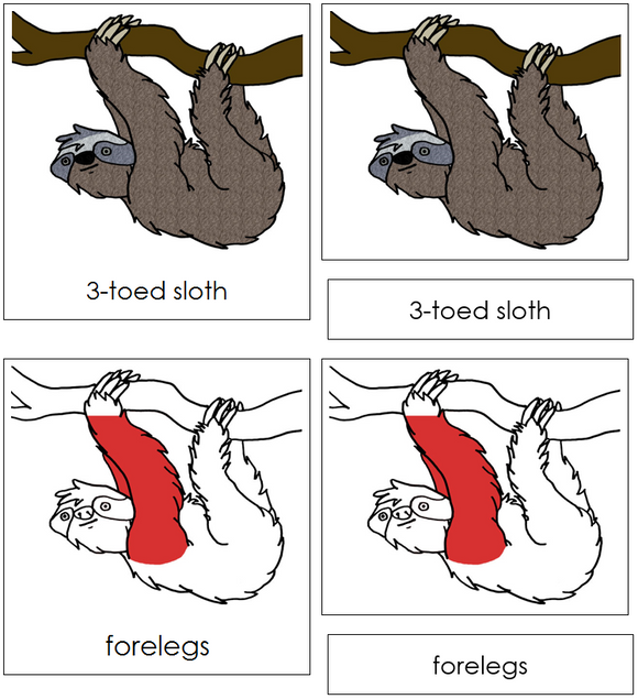 3-Toed Sloth Nomenclature Cards (red) - Montessori Print Shop