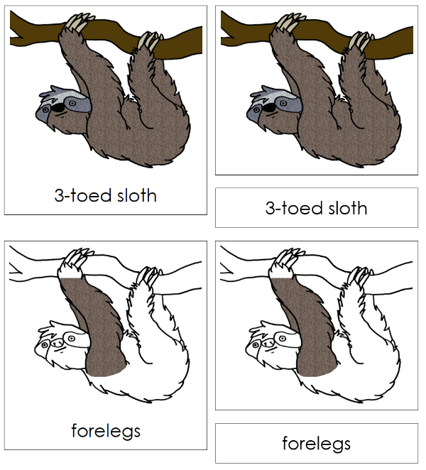 Parts of a Sloth 3-Part Nomenclature Cards - Montessori Print Shop Digital Download