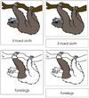 Sloth Nomenclature 3-Part Cards - Montessori Print Shop