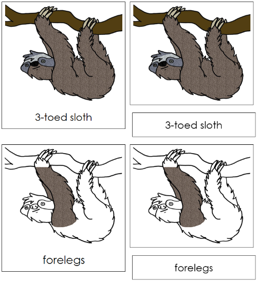 Sloth Nomenclature 3-Part Cards - Montessori Print Shop