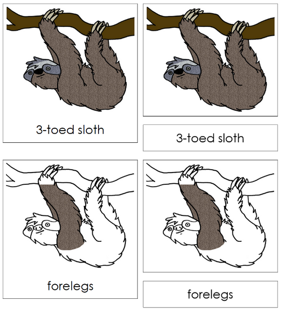 Parts of a Sloth 3-Part Nomenclature Cards - Montessori Print Shop Digital Download