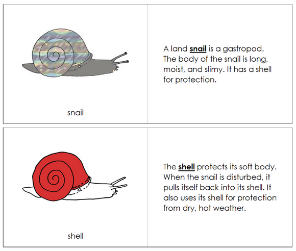 Parts of a Snail Nomenclature Book (red) - Montessori Print Shop Digital Download