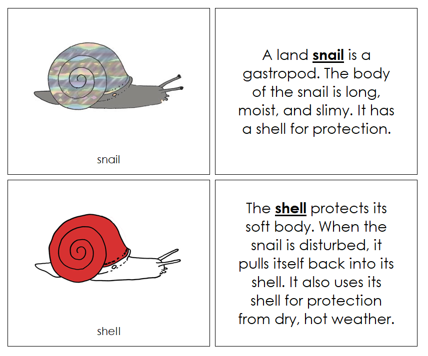 Parts of a Snail Nomenclature 3-Part Book (red) - Montessori Print Shop Digital Download