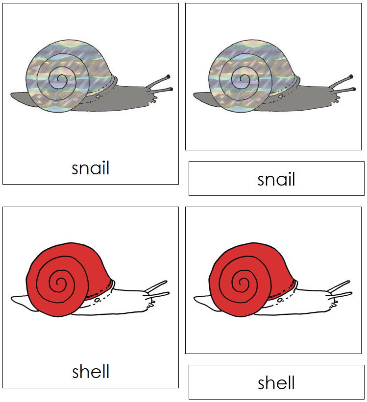 Snail Nomenclature 3-Part Cards (red) - Montessori Print Shop