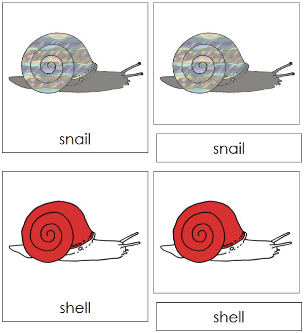 Parts of a Snail 3-Part Nomenclature Cards (red) - Montessori Print Shop Digital Download