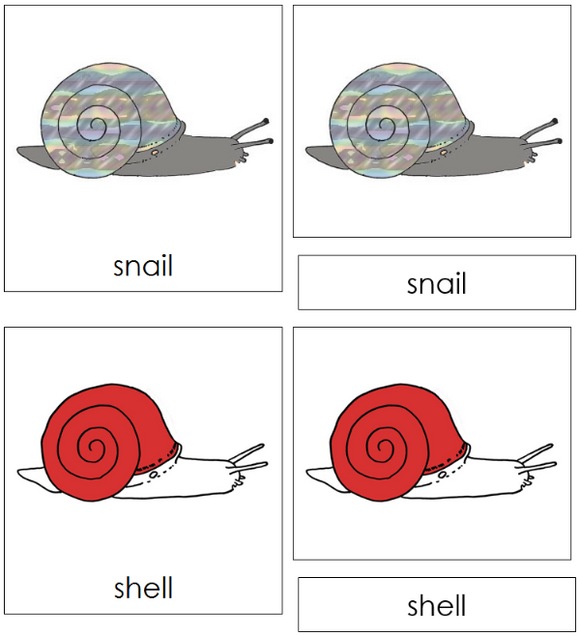 Parts of a Snail Nomenclature Cards (red) - Montessori Print Shop Digital Download