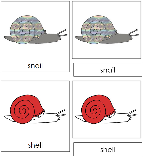 Snail Nomenclature Cards (red) - Montessori Print Shop