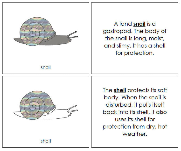 Parts of a Snail Nomenclature Book - Montessori Print Shop Digital Download