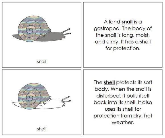 Parts of a Snail Nomenclature Book - Montessori Print Shop