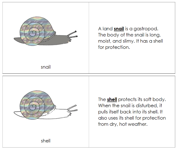 Parts of a Snail Nomenclature Book - Montessori Print Shop Digital Download