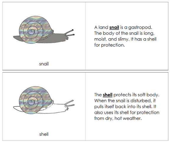 Parts of a Snail Nomenclature Book - Montessori Print Shop Digital Download