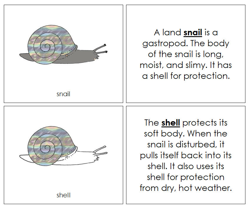 Parts of a Snail Nomenclature Book - Montessori Print Shop Digital Download
