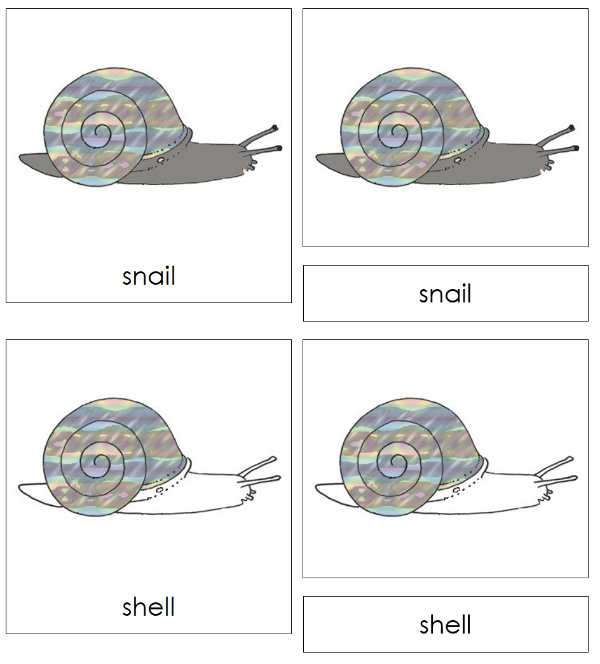 Parts of a Snail 3-Part Nomenclature Cards - Montessori Print Shop Digital Download