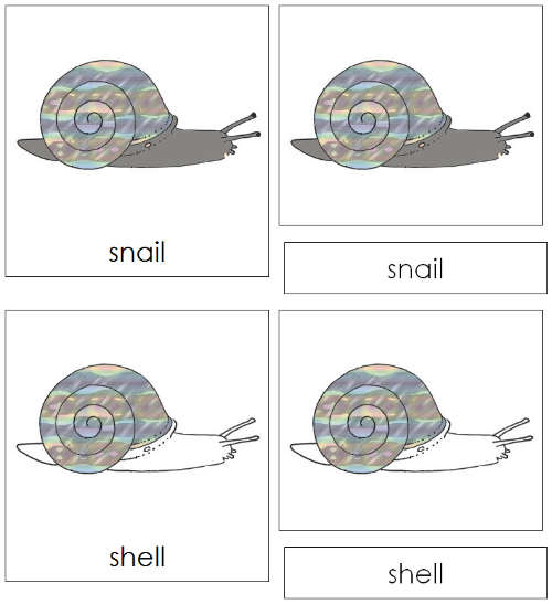 Snail Nomenclature 3-Part Cards - Montessori Print Shop