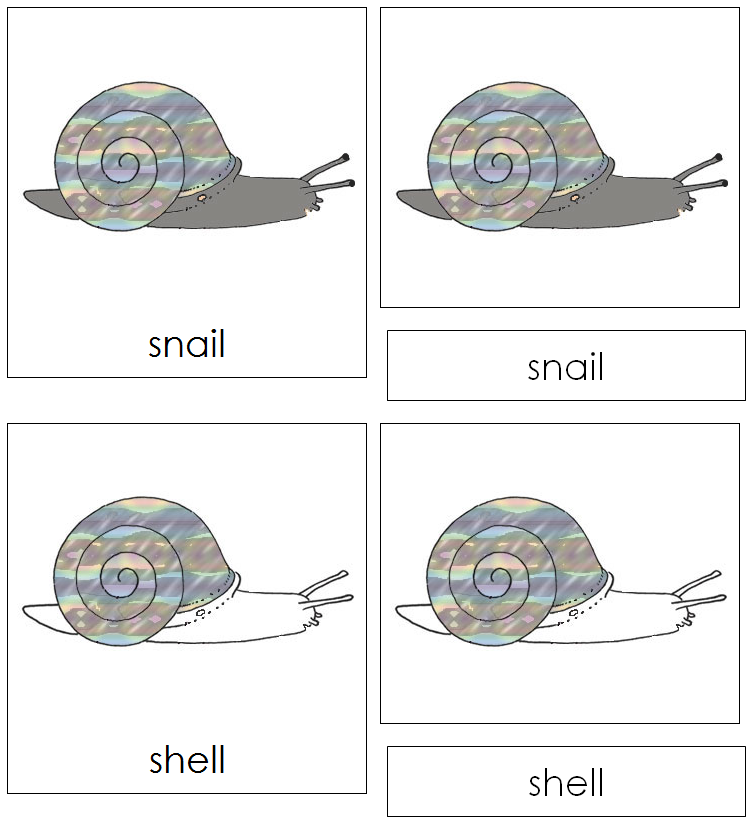Snail Nomenclature Cards - Montessori Print Shop