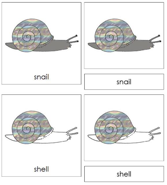 Parts of a Snail 3-Part Nomenclature Cards - Montessori Print Shop Digital Download