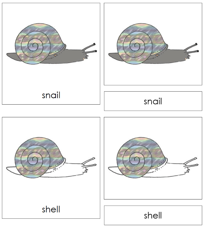 Parts of a Snail Nomenclature Cards - Montessori Print Shop Digital Download