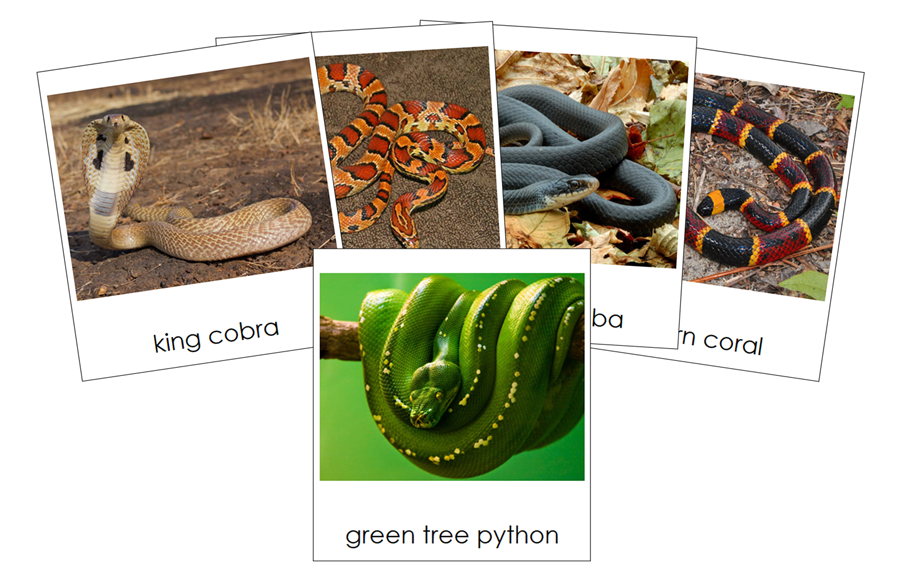 Types of Snakes-Part Cards - Montessori Print Shop Digital Download