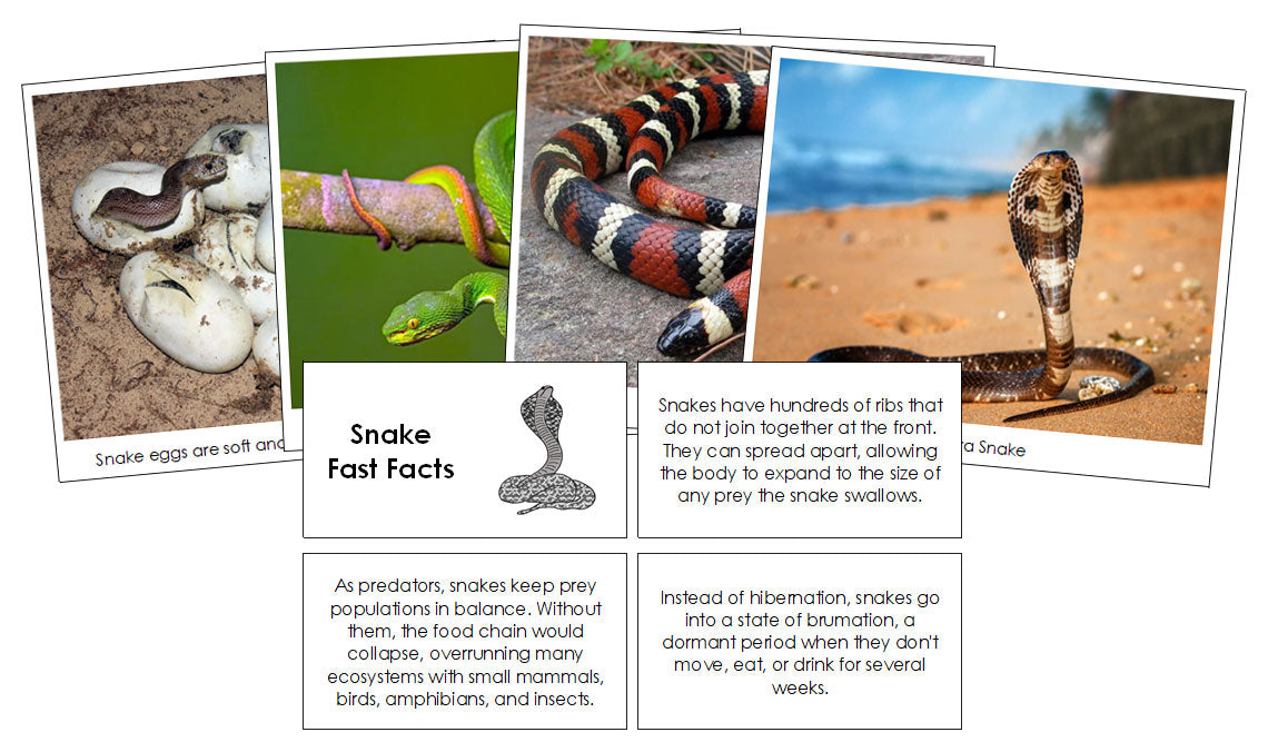 Snake Fast Facts & Pictures - Montessori Print Shop Digital Download