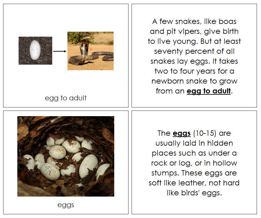 Snake Life Cycle Nomenclature Book - Montessori Print Shop Digital Download