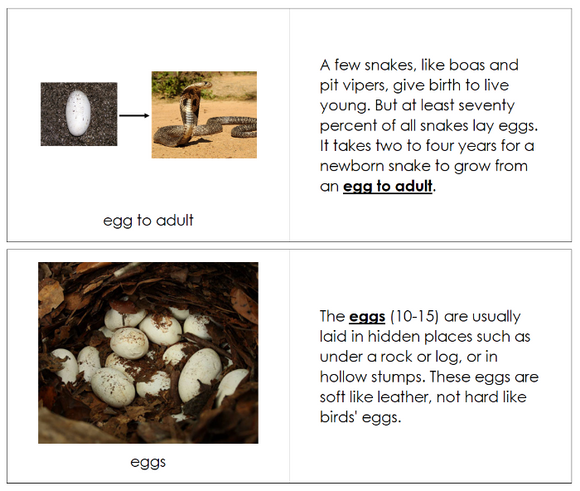 Snake Life Cycle Nomenclature Book - Montessori Print Shop Digital Download
