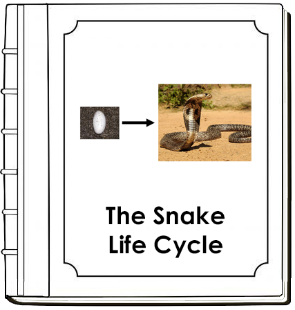Snake Life Cycle Nomenclature Book - Montessori Print Shop Digital Download