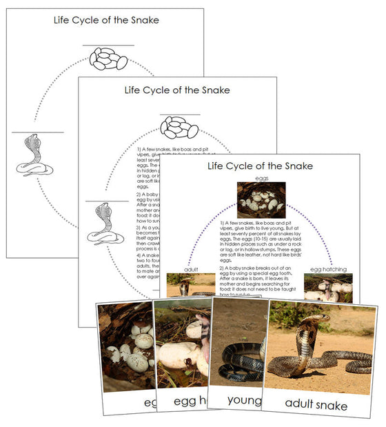 Snake Life Cycle Nomenclature Cards & Charts - Montessori Print Shop Digital Download