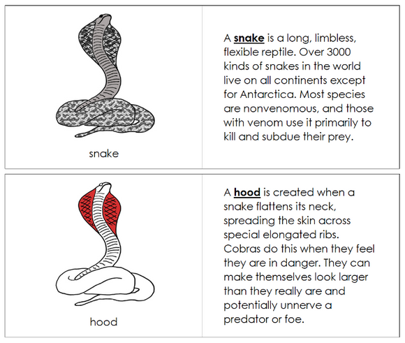 Parts of a Snake Nomenclature Book (red) - Montessori Print Shop Digital Download