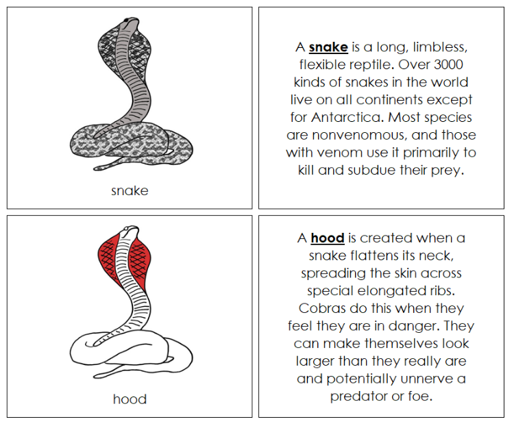 Parts of a Snake Nomenclature Book (red) - Montessori Print Shop Digital Download