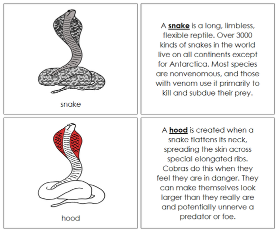 Parts of a Snake Nomenclature Book (red) - Montessori Print Shop