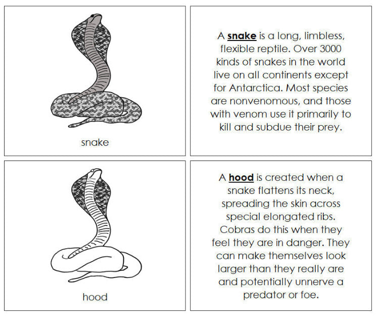 Parts of a Snake Nomenclature Book - Montessori Print Shop Digital Download