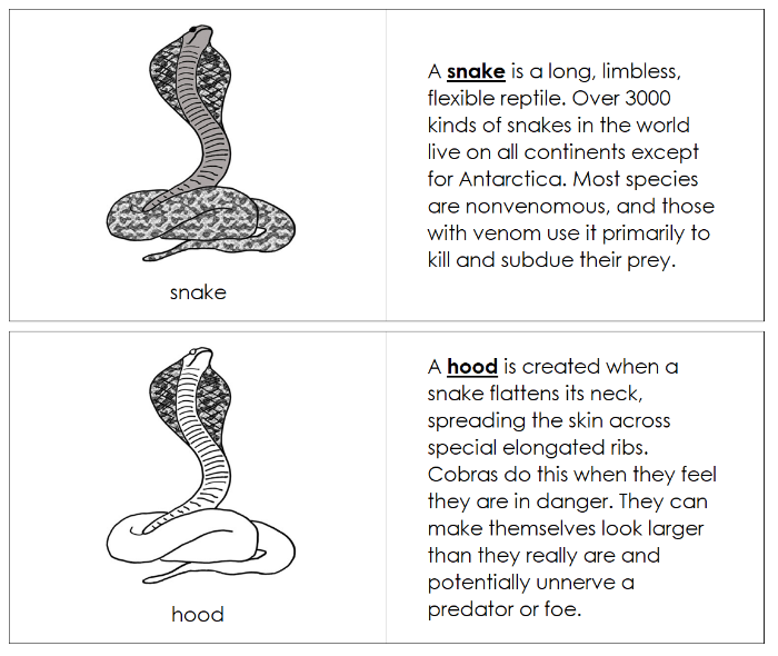 Parts of a Snake Nomenclature Book - Montessori Print Shop Digital Download