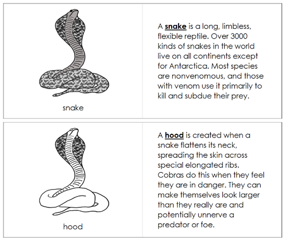 Parts of a Snake Nomenclature Book - Montessori Print Shop Digital Download
