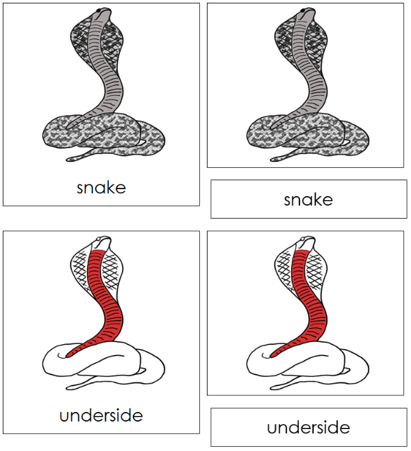 Parts of a Snake 3-Part Nomenclature Cards (red) - Montessori Print Shop Digital Download