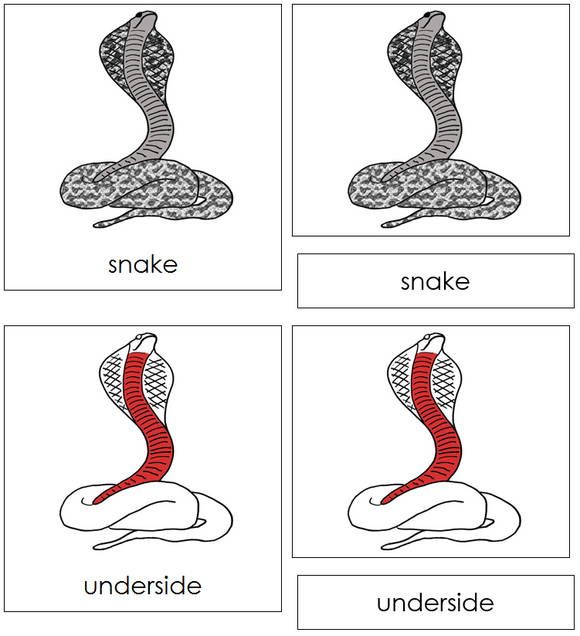 Snake Nomenclature Cards (red) - Montessori Print Shop