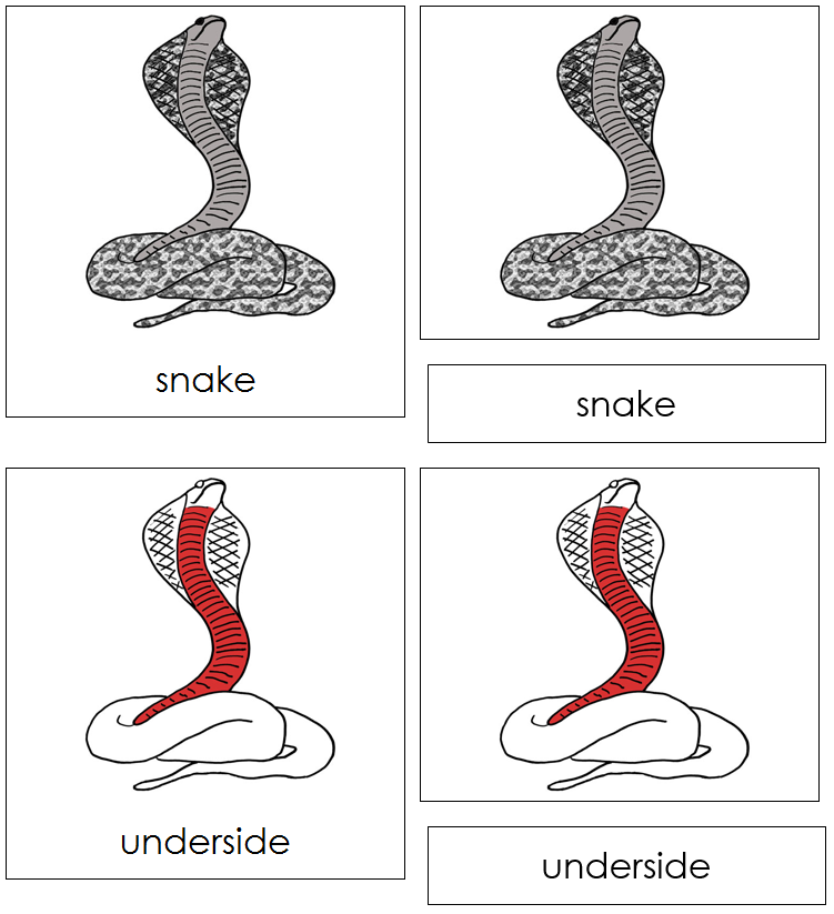 Snake Nomenclature 3-Part Cards (red) - Montessori Print Shop