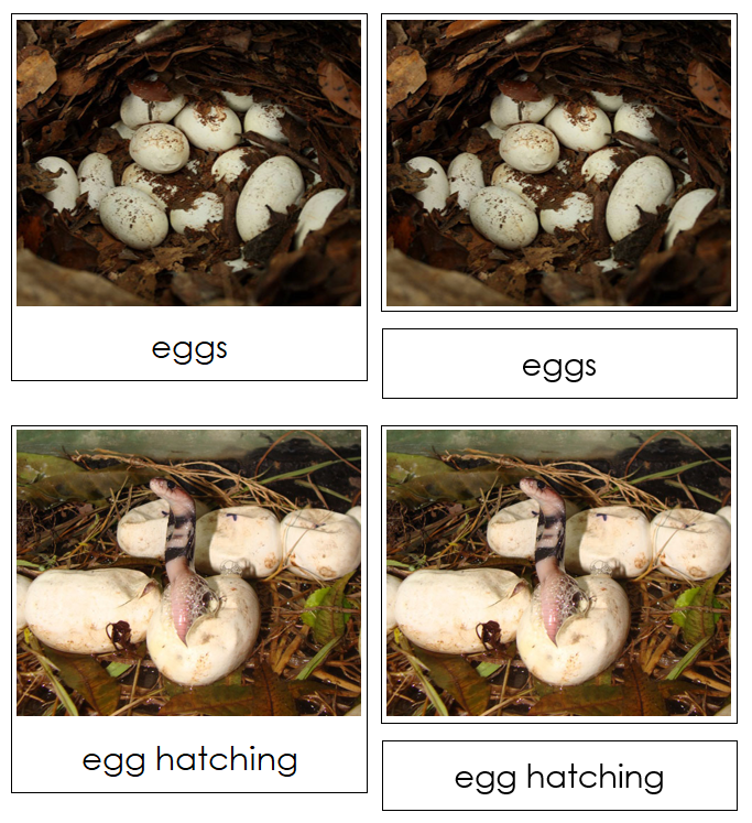 Snake Life Cycle Nomenclature 3-Part Cards & Charts - Montessori Print Shop Digital Download