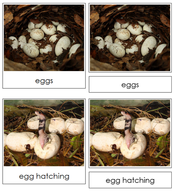 Snake Life Cycle Nomenclature Cards & Charts - Montessori Print Shop Digital Download